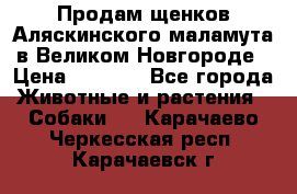 Продам щенков Аляскинского маламута в Великом Новгороде › Цена ­ 5 000 - Все города Животные и растения » Собаки   . Карачаево-Черкесская респ.,Карачаевск г.